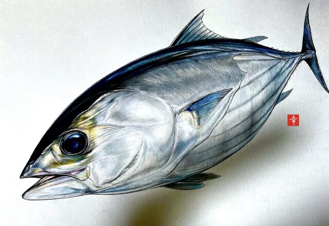日本の魚 イラストで見る旬の魚 カツオ 横浜丸魚株式会社 日本の魚 イラストで見る旬の魚 カツオ 横浜丸魚株式会社