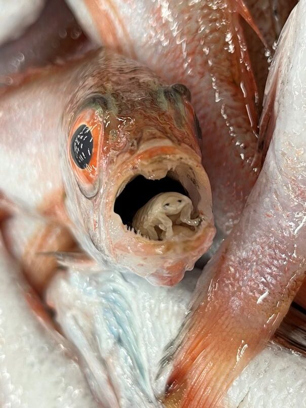タイノエがいたら当たり 横浜丸魚株式会社