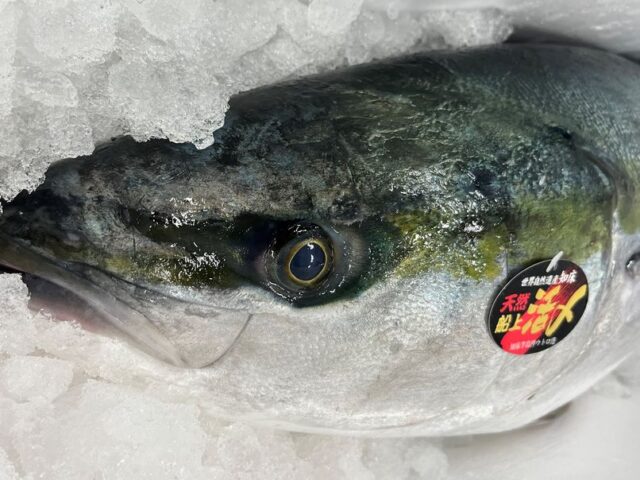 北海道にブリがやって来た 横浜丸魚株式会社 北海道にブリがやって来た 横浜丸魚株式会社