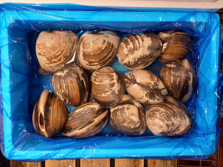 【日本の魚】イラストで見る旬の魚「ホッキ貝」 | 横浜丸魚株式会社