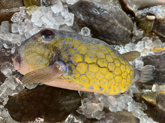 ハコフグ 可愛い顔してデンジャラス 横浜丸魚株式会社