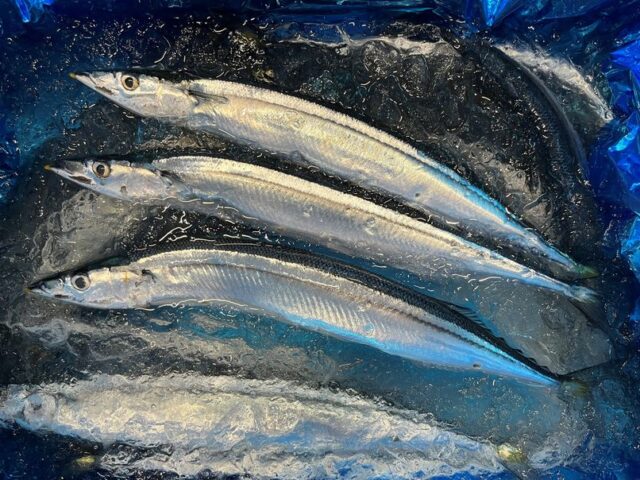 ダツっちゅうの、君ら仲間なんだ! | 横浜丸魚株式会社