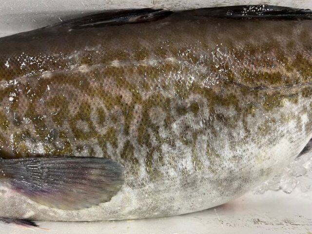 鱈腹って言葉の由来知ってる? | 横浜丸魚株式会社