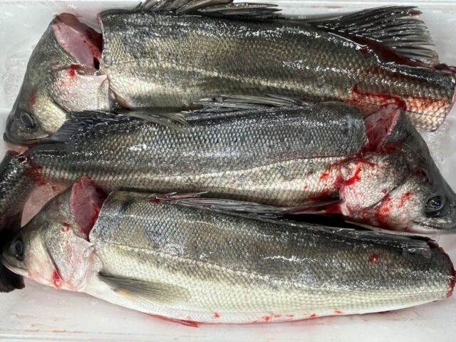 寒スズキは美味しいそうです 横浜丸魚株式会社