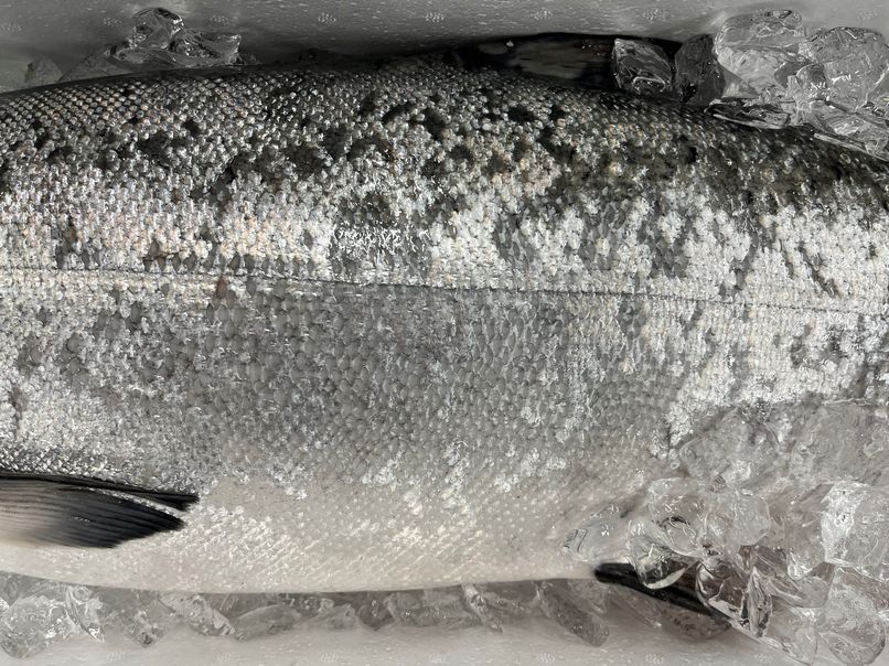 マスノスケ、鮭鱒の介に出逢えてラッキー！ | 横浜丸魚株式会社