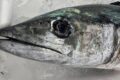 日本海側のサワラが良いですよ！