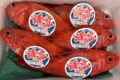 キチジ、今は高級魚受難な時です。