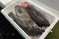クロソイ、北の鯛と呼ばれています。