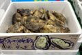 東洋の神秘、ミホ ザ デラックス知ってますか？！