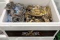 鳳凰、昆布森のニューブランド牡蠣？！