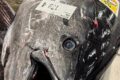 境港の巻網ホンマグロ、入荷しています。