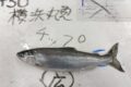 チップ、鮭鱒好きなら食べて欲しい逸品です。