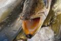 カマス（アカカマス）は飯がススム！？