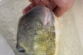 シロサバフグだけデカい！