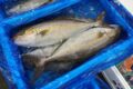 カンパチ、季節秋で合ってる?!