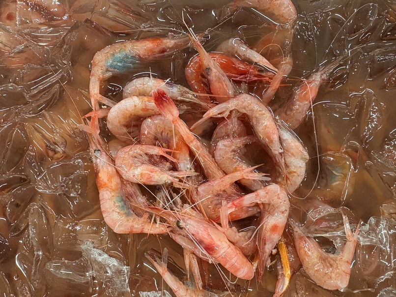 ジンケンエビ、食用それとも?