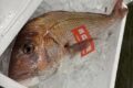 百獣じゃなくて百魚の王、マダイ。