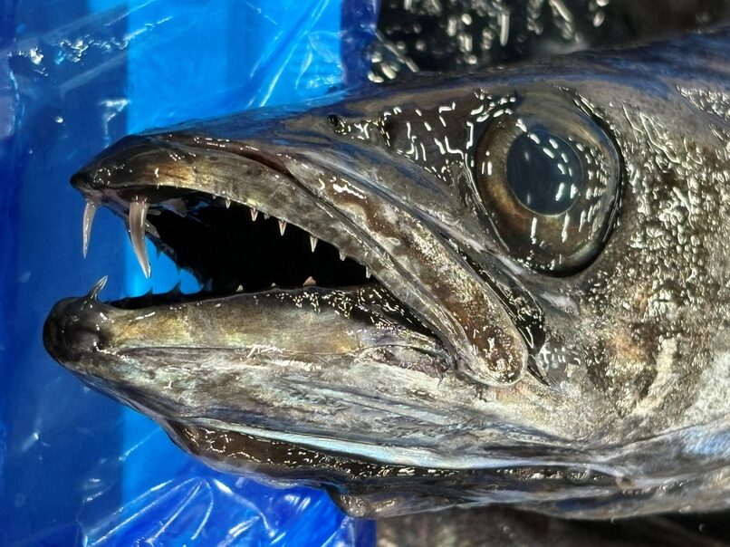 クロシビカマス、分かっていればノークレーム。