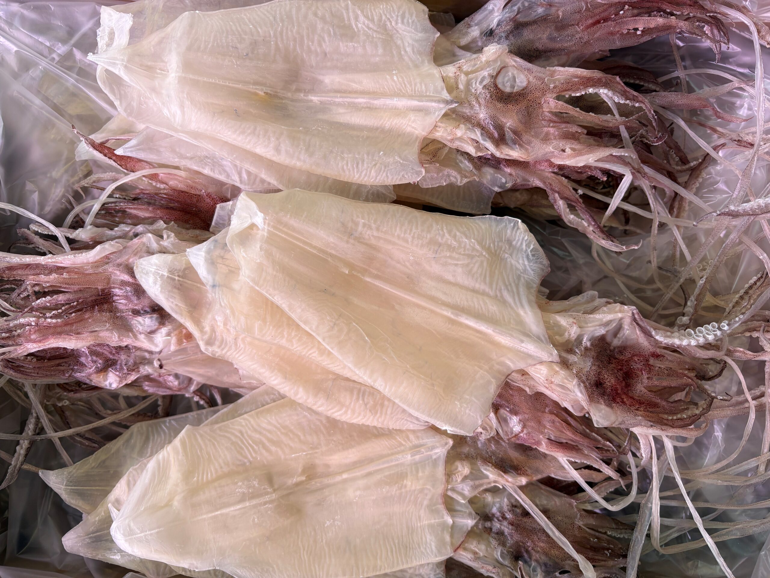 ケンサキスルメ、拘るならここまでやりましょう。