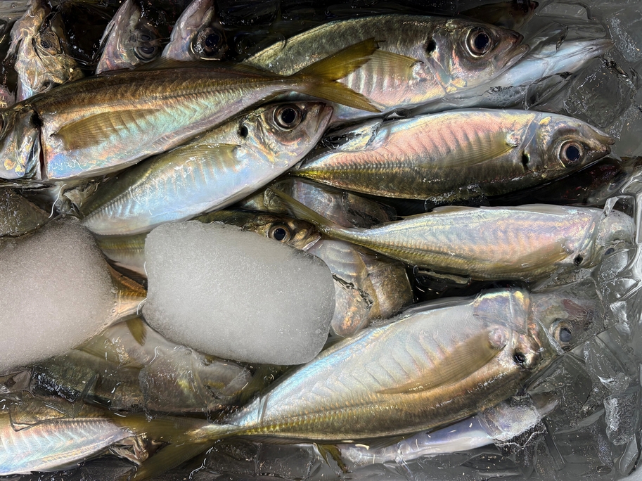 アジは、鮮魚の「いの一番」です。