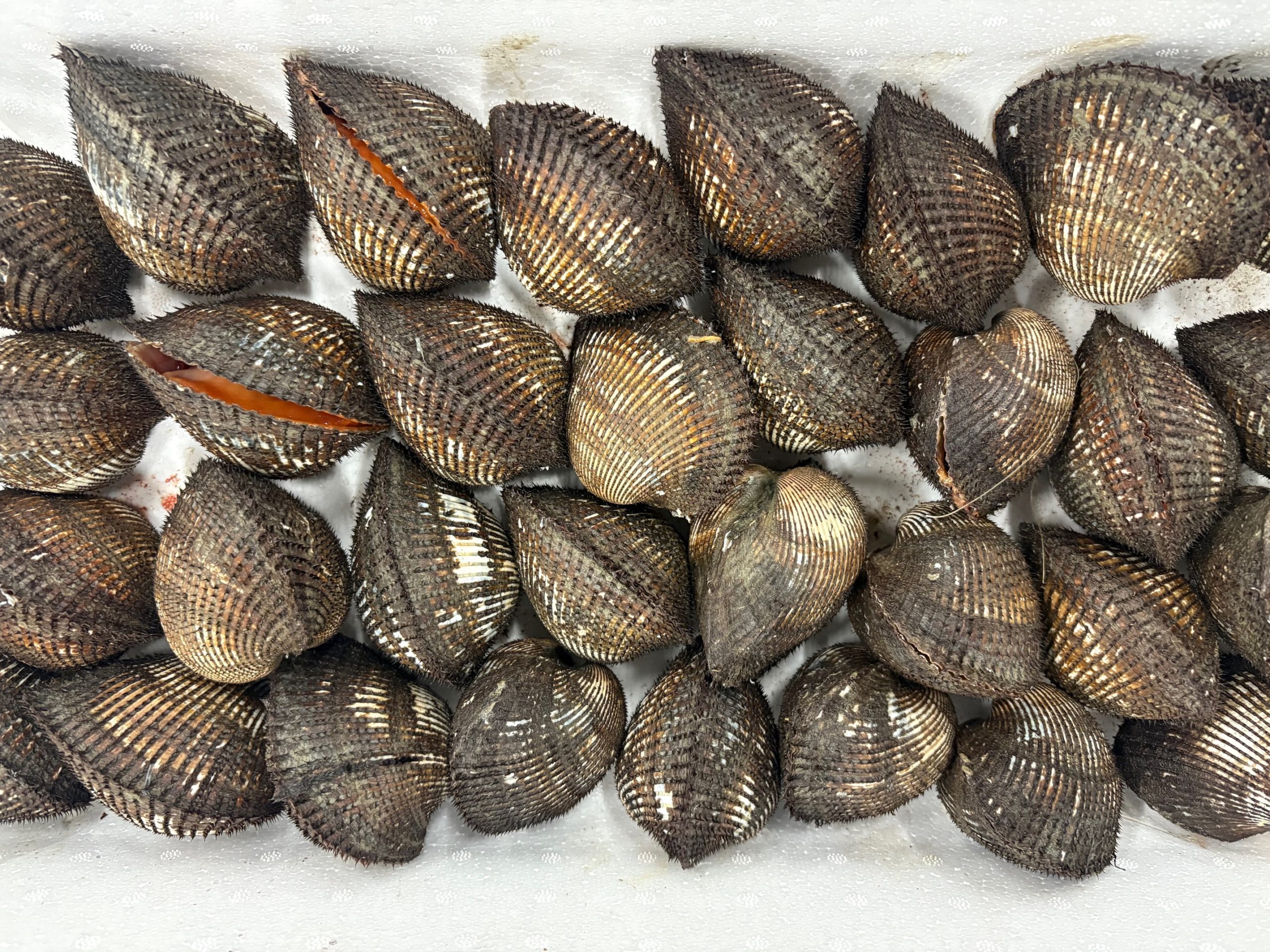 徳島の赤貝凄くない?