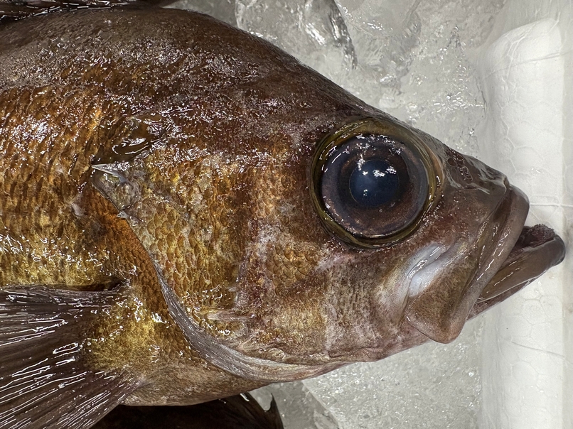 春告げ魚と言ったらメバルでしょ。