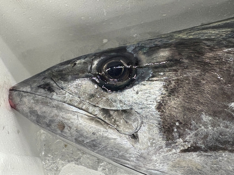 サワラ、魚で季節を感じたい。