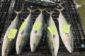 １００本超のワラサが、横浜にやって来た。