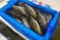 形の良いイサキ入荷してます！