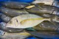 東京湾のシマアジは特別ですか?