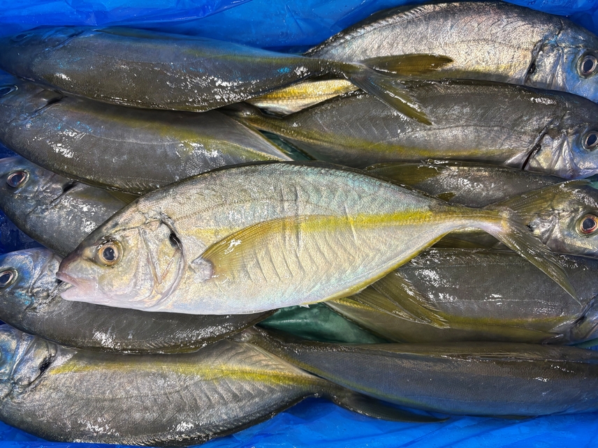 東京湾のシマアジは特別ですか?