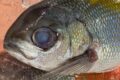 ウメイロ、新江戸前の魚です。