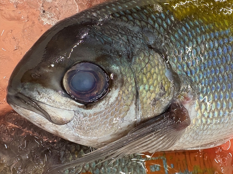 ウメイロ、新江戸前の魚です。