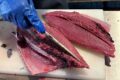 湘南カツオ、勝手に呼んでます。