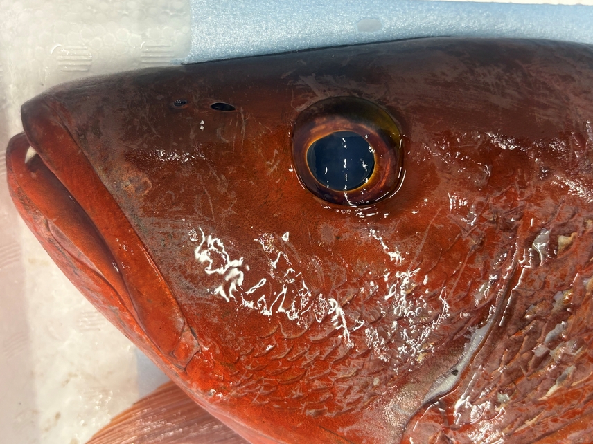 ゴマフエダイ、これで胡麻は可哀そう!?