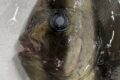 ツバメウオ黒潮に流された？