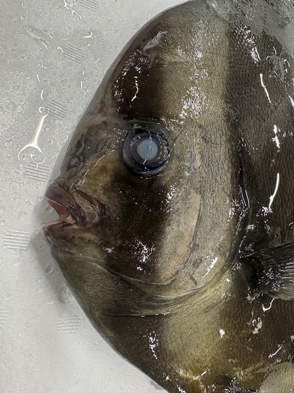 ツバメウオ黒潮に流された?