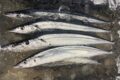 サンマ、３度でも４度でも挑戦しますよ！